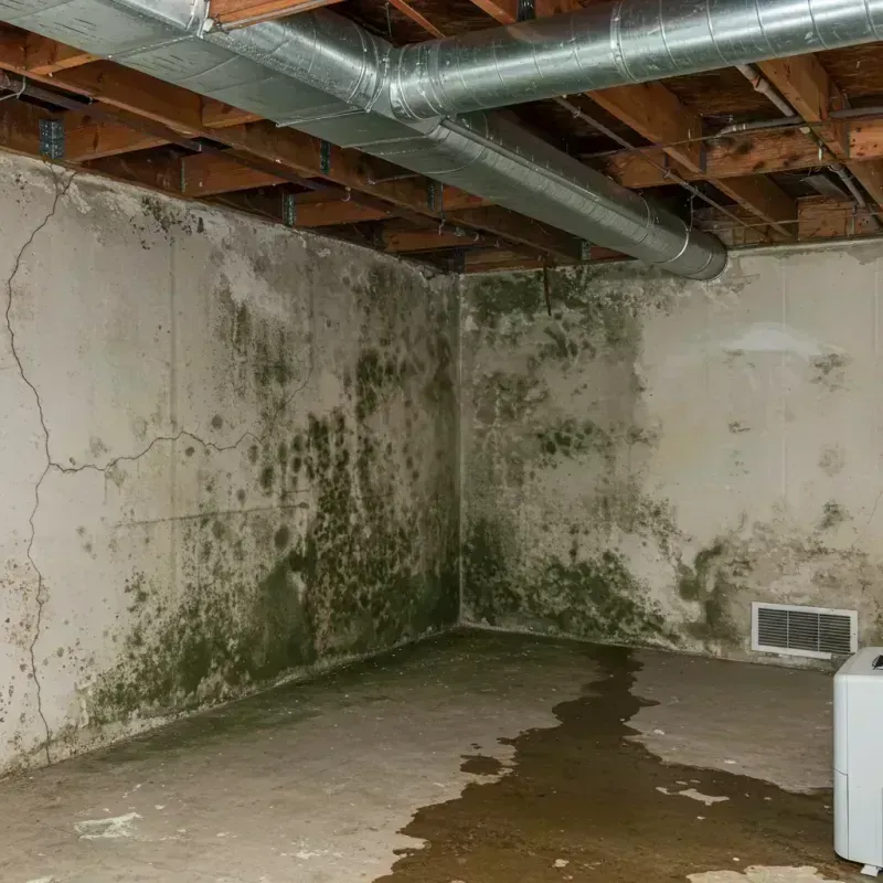 Professional Mold Removal in Twin City, GA